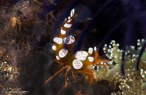 Squat (Sexy Shrimp/Photographed with a Canon 60 mm macro ... by Laurie Slawson 